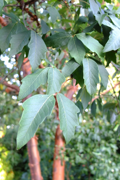 September close-up photo