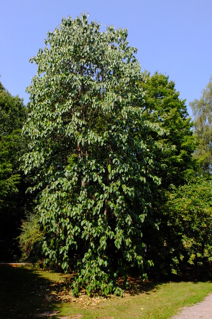 August tree photo