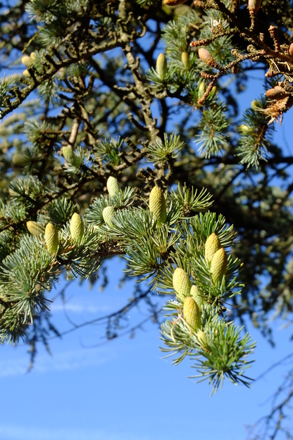 September close-up photo