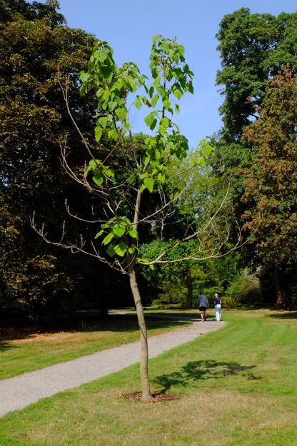 August tree photo