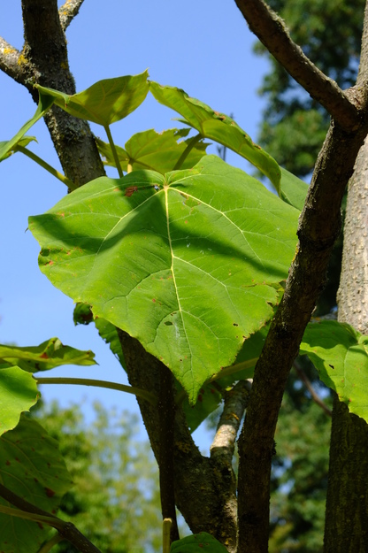 August close-up photo