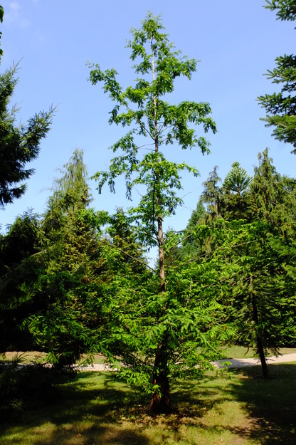 August tree photo