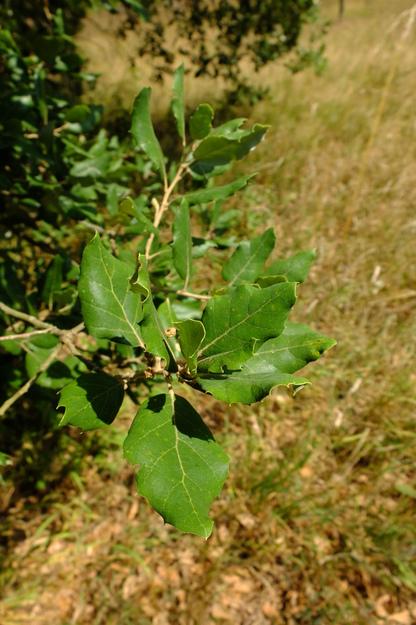 August close-up photo