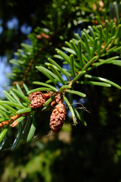 August close-up photo