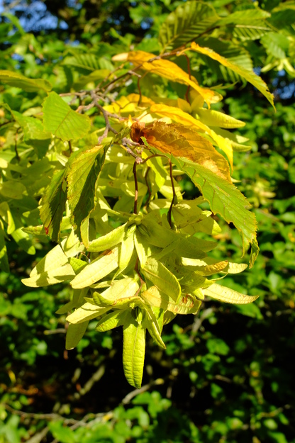 September close-up photo