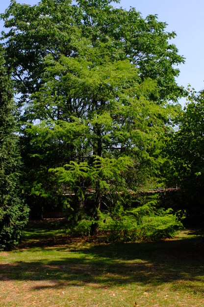 August tree photo