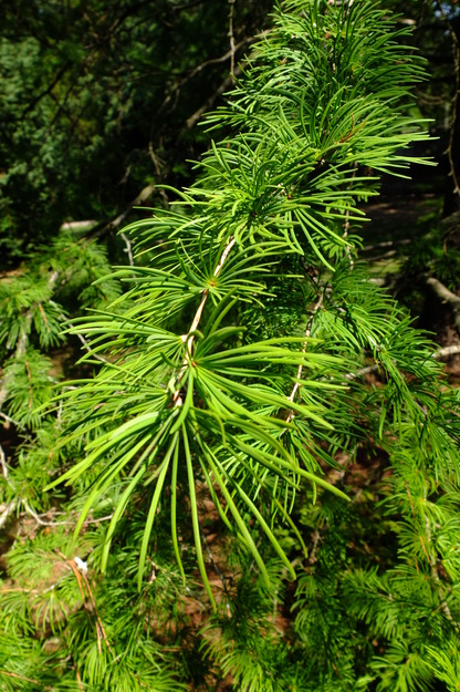 August close-up photo