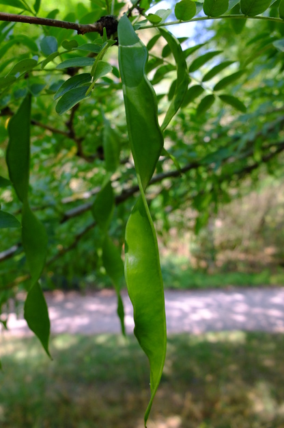 August close-up photo