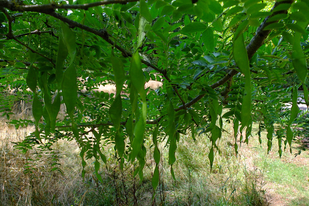 August close-up photo