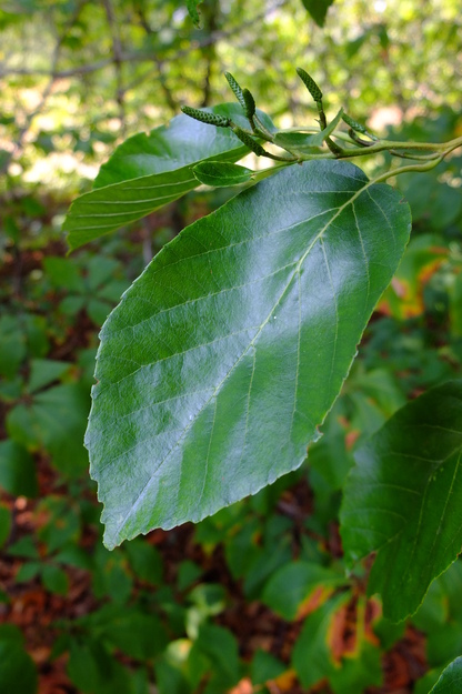 August close-up photo