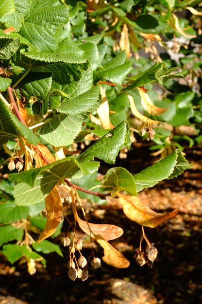 September close-up photo