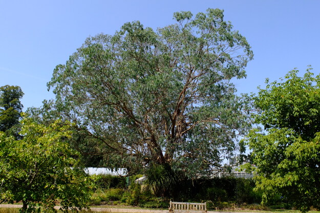August tree photo