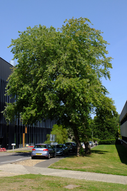 August tree photo