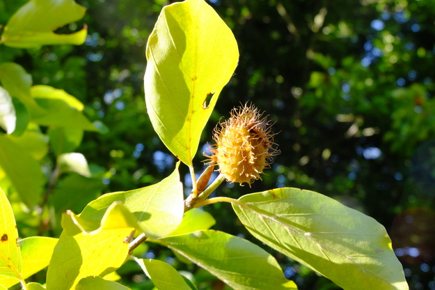 September close-up photo