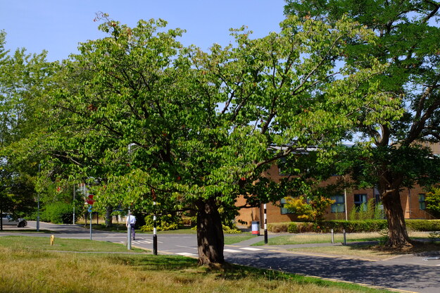 August tree photo