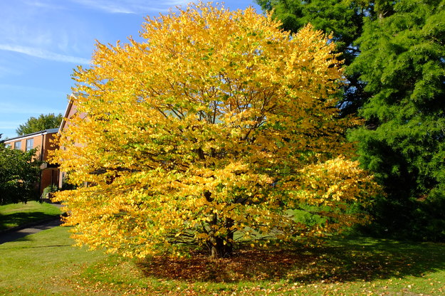 September tree photo
