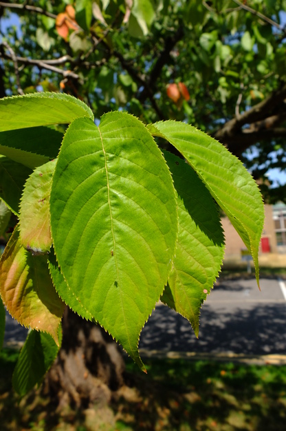August close-up photo