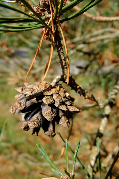 August close-up photo