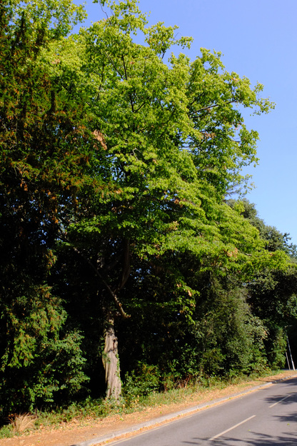 August tree photo