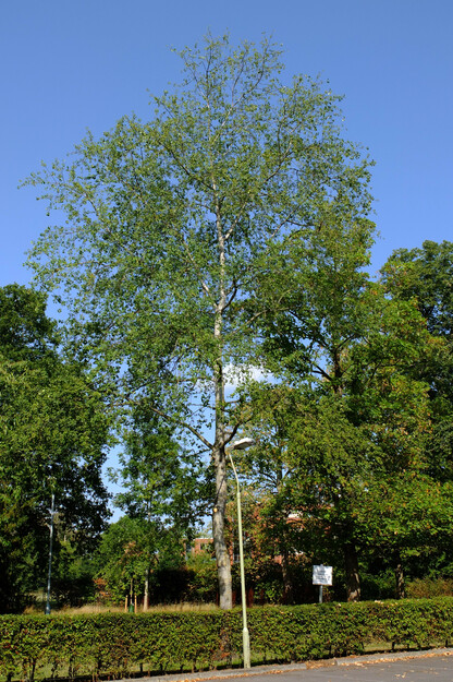 August tree photo