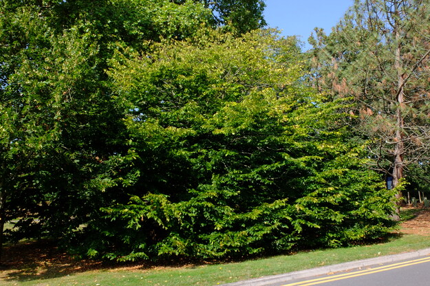 August tree photo