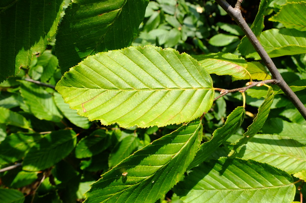 August close-up photo