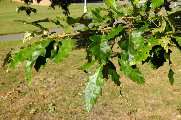 September close-up photo