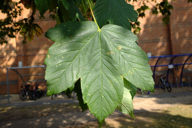 August close-up photo