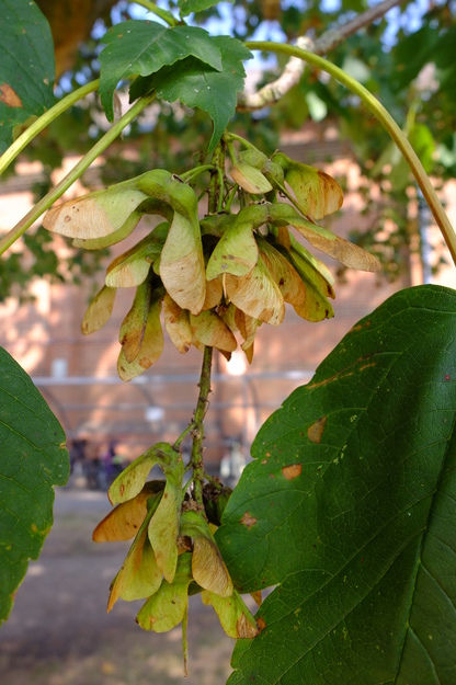 August close-up photo