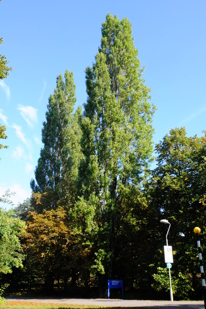 September tree photo