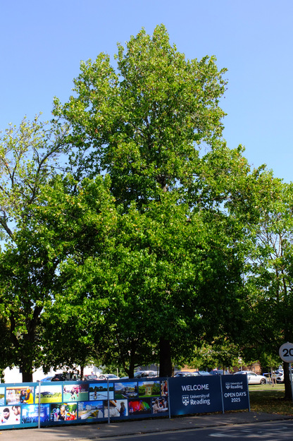 August tree photo