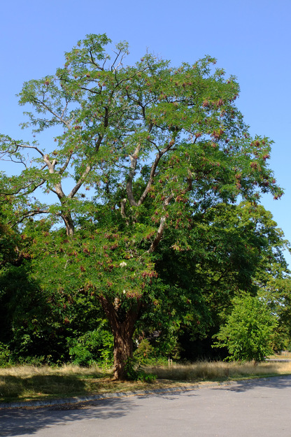 August tree photo