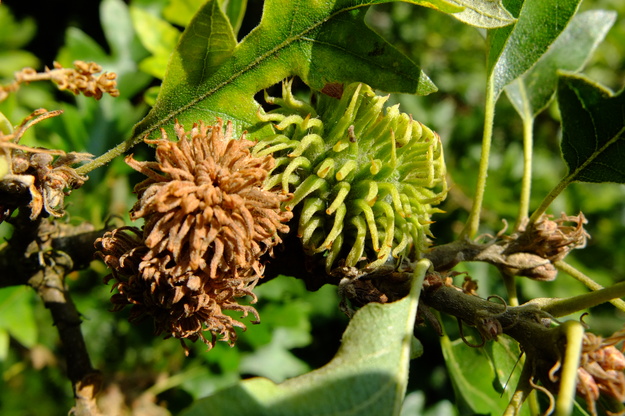 August close-up photo