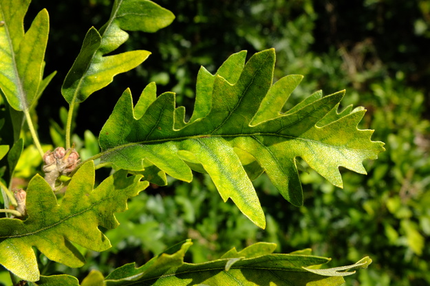 August close-up photo