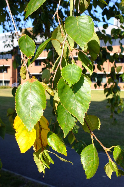 September close-up photo