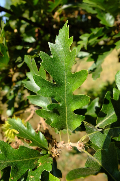 August close-up photo