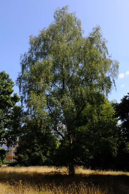 August tree photo
