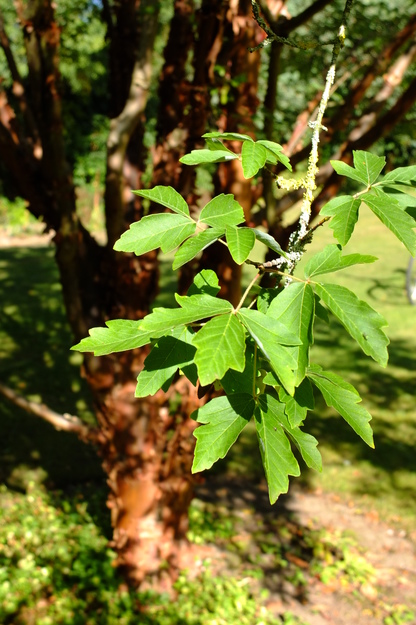 September close-up photo