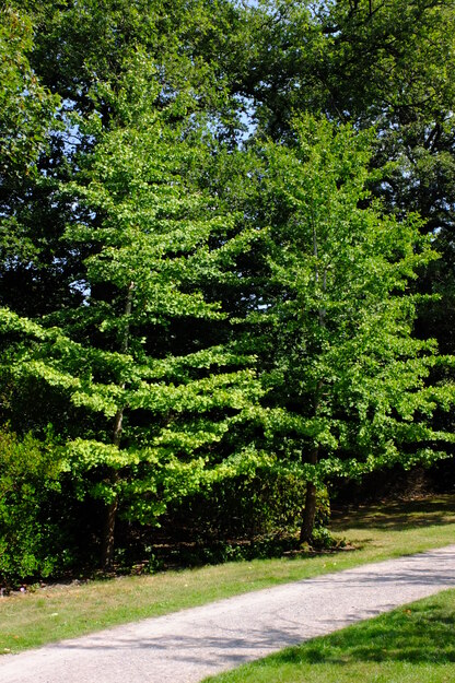August tree photo