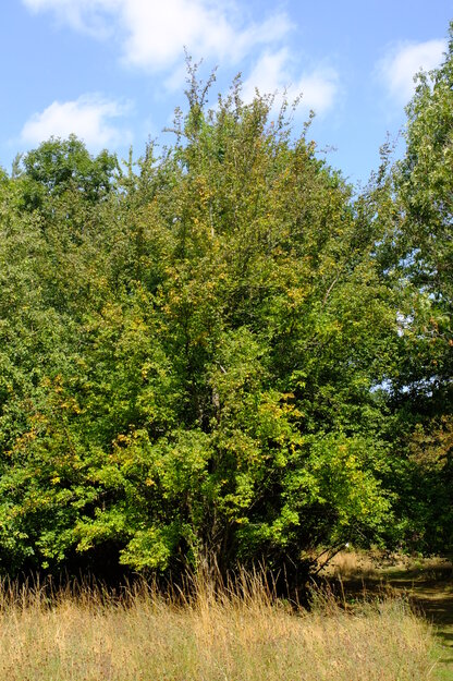 August tree photo