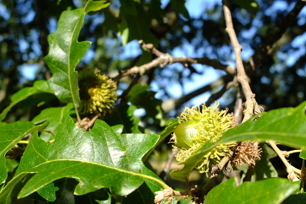 September close-up photo