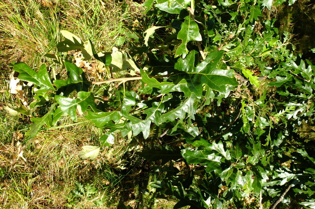 September close-up photo