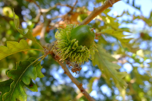 September close-up photo