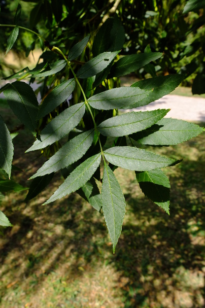 August close-up photo