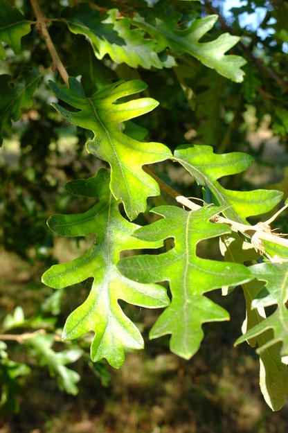 September close-up photo