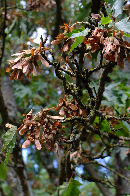August close-up photo