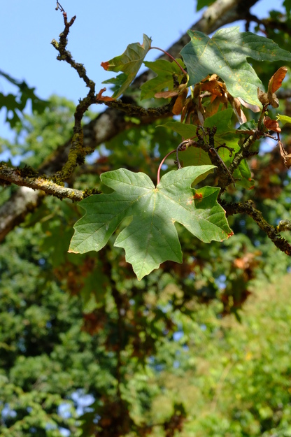 August close-up photo