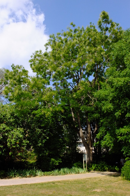 August tree photo