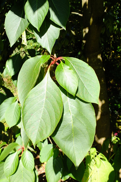 September close-up photo