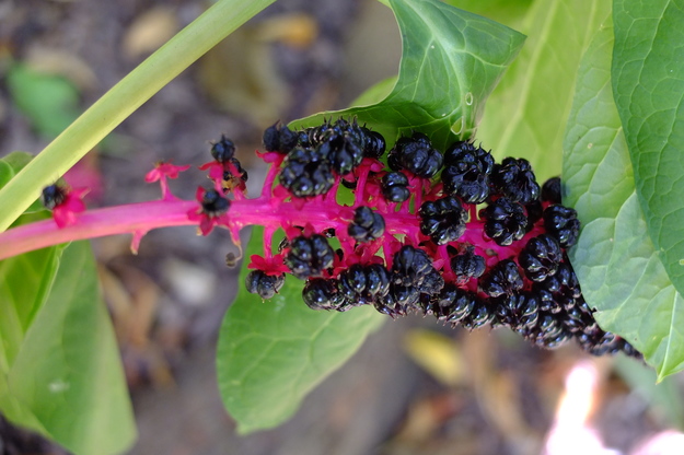 September close-up photo